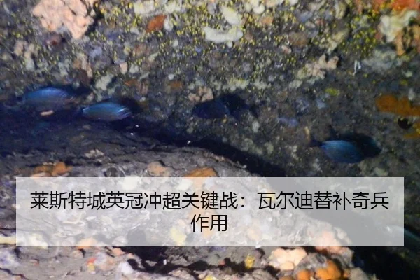 莱斯特城英冠冲超关键战：瓦尔迪替补奇兵作用